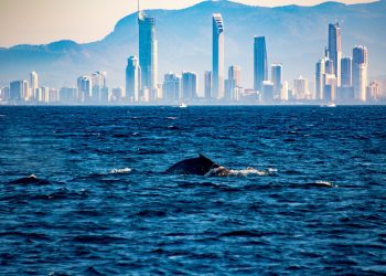 Queensland to Become a Hotspot for Crypto Spenders