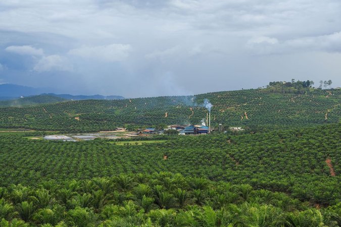 The goal of the collective is to establish a blockchain-based palm oil platform to tackle landscape-level sustainability problems.