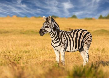 Stripe’s Co-Founder Excited by 'Payments Use Cases of Crypto'