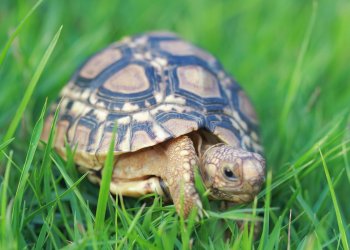 Bitcoin Velocity Drop-Off Shows Usage as ‘Reserve Currency’