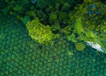Blockchain May Resolve Palm Oil Problems