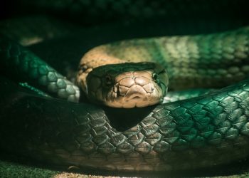 Bitcoin Sees Biggest Trade Volume in Venezuela as Dash Branded ‘Snake Oil’