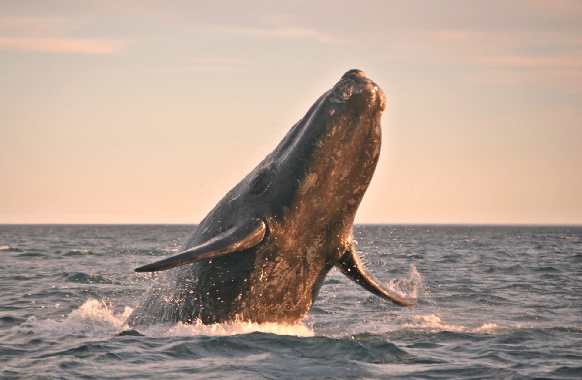 Bitcoin Whale activity picks up ahead of price swing
