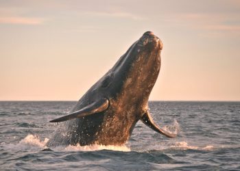 Bitcoin Whale activity picks up ahead of price swing