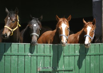 stablecoin stablecoins stable