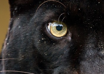 Pantera Capital CEO: A Bitcoin ETF is ‘Years Away’