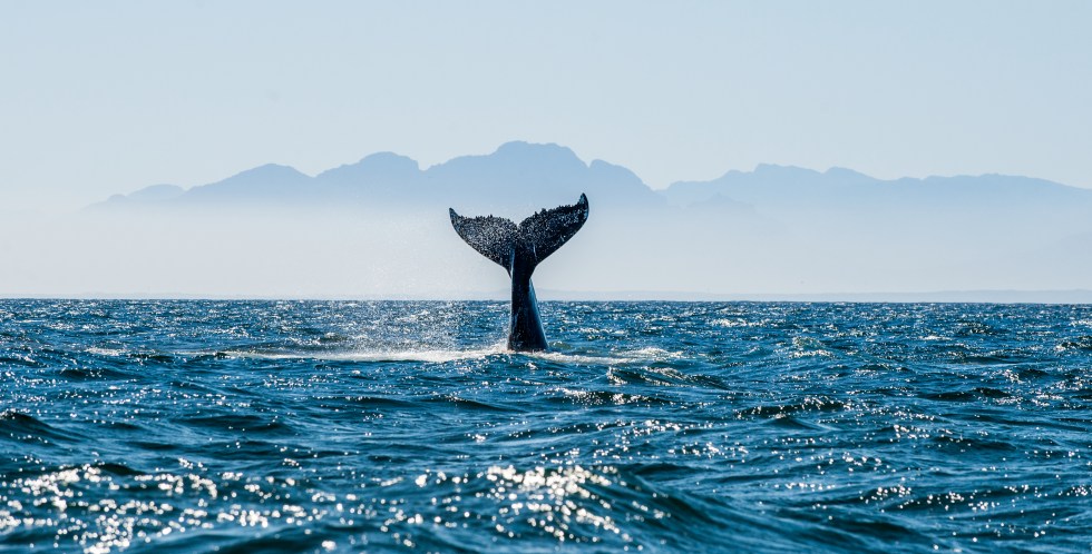 Whale breaching and diving.