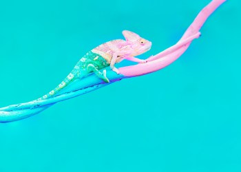 cryptocurrency investors adapt