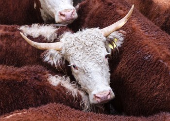 Bitcoin price analysis bulls