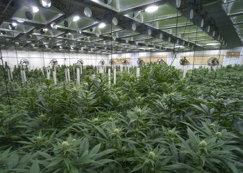 cannabis Bitcoin Mom