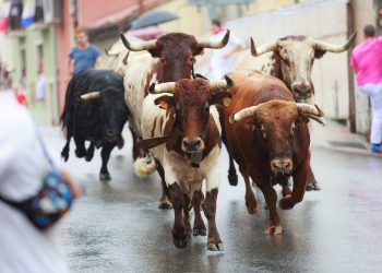 bitcoin price bulls bull run