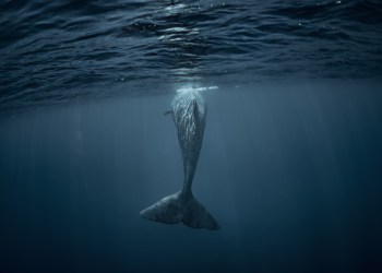 bitcoin whale mt.gox