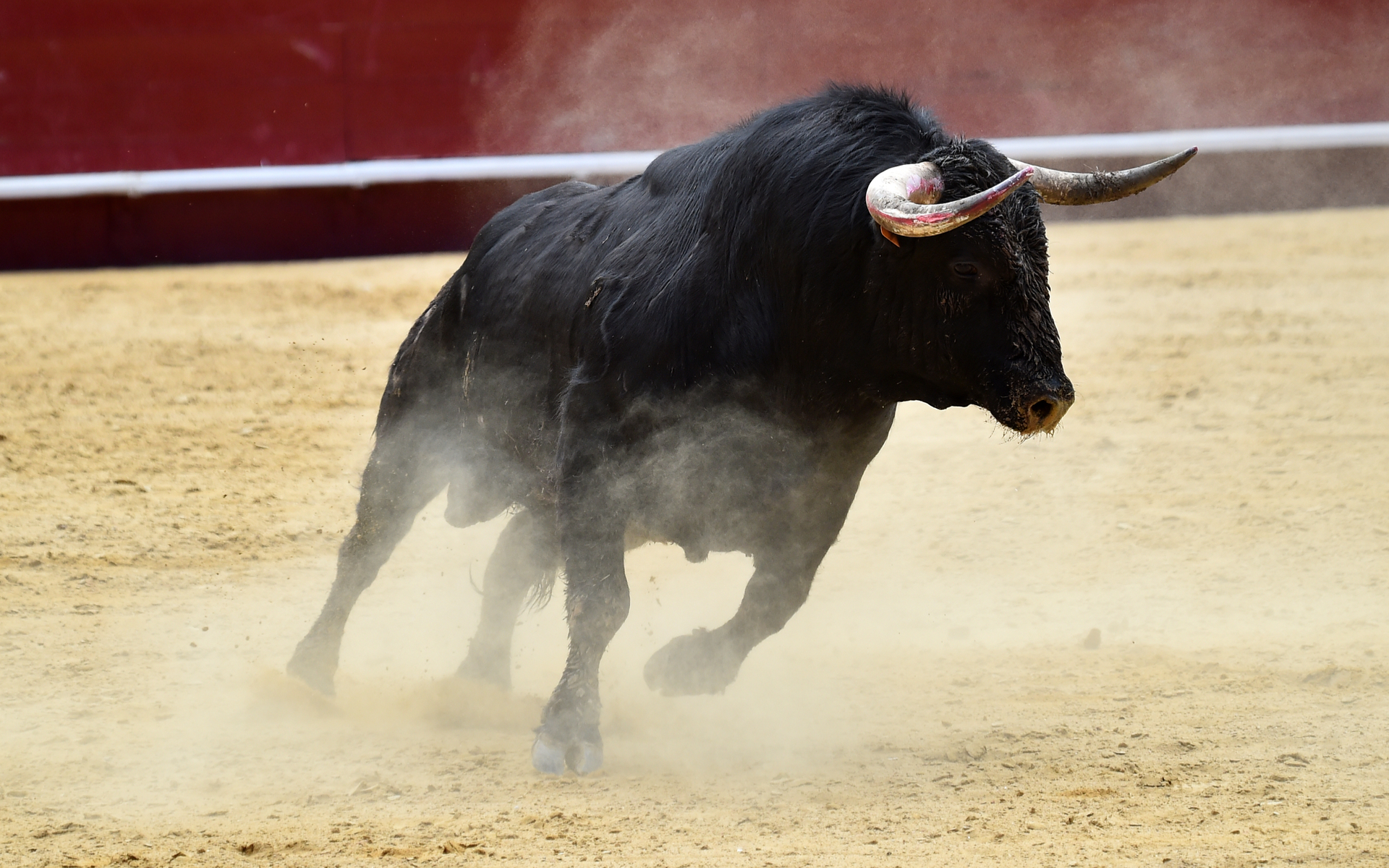 bitcoin price analysis bull bulls