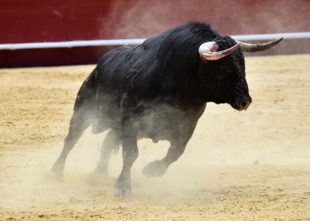 bitcoin price analysis bull bulls