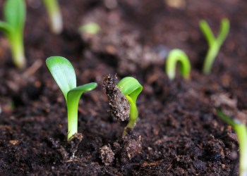 crypto spring bitcoin volume green shoots