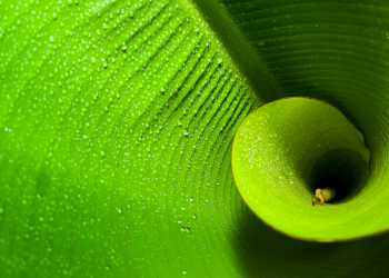 fibonacci spiral bitcoin price analysis