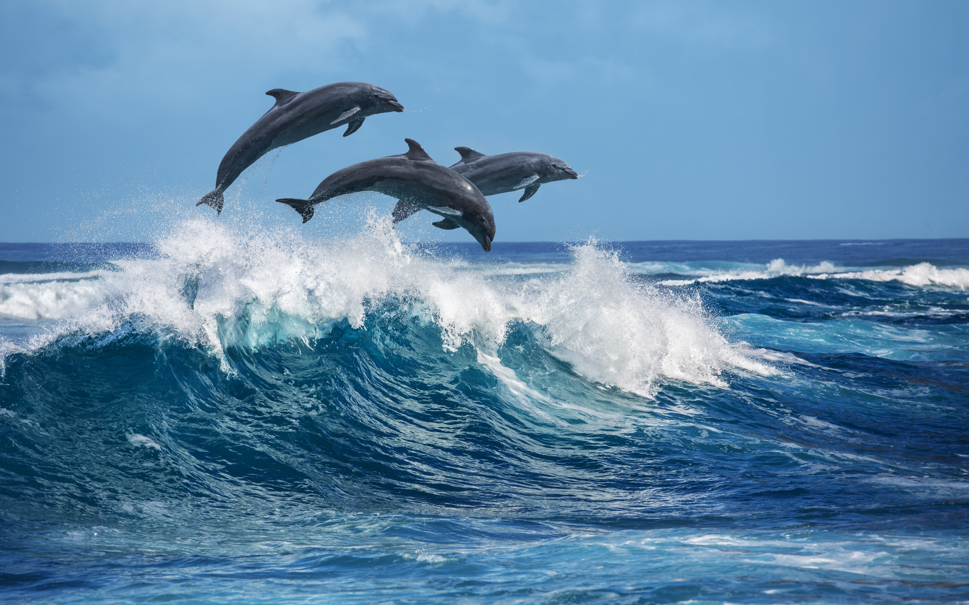 altcoins altcoin binance coin litecoin leo waves dolphins