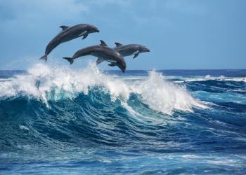 altcoins altcoin binance coin litecoin leo waves dolphins