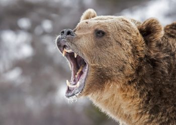Litecoin price bears roaring