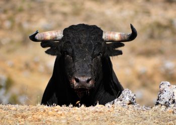 bitcoin price bull rally