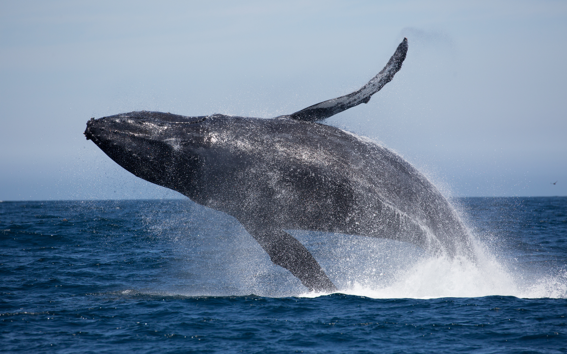 Bitcoin Price Analysis: Whales Test Weak Hands At Key Support
