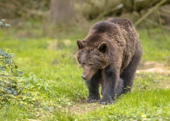 bitcoin btc price bears back