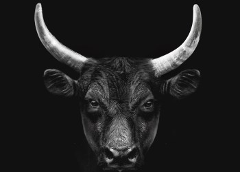 bitcoin btc bullish indicators