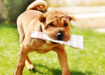 sunday bitcoin news digest