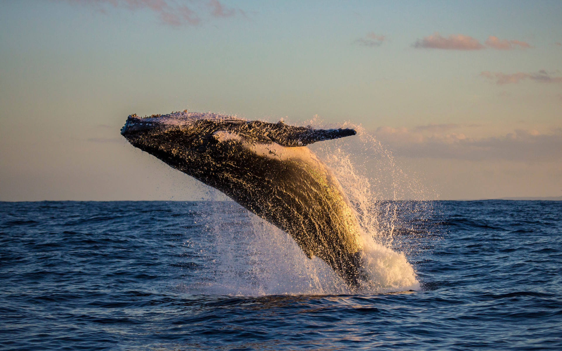 Chainlink Sees “Off the Chart” Exchange Inflows as Whales Look for an Exit