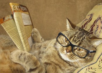 sunday bitcoin and crypto news digest