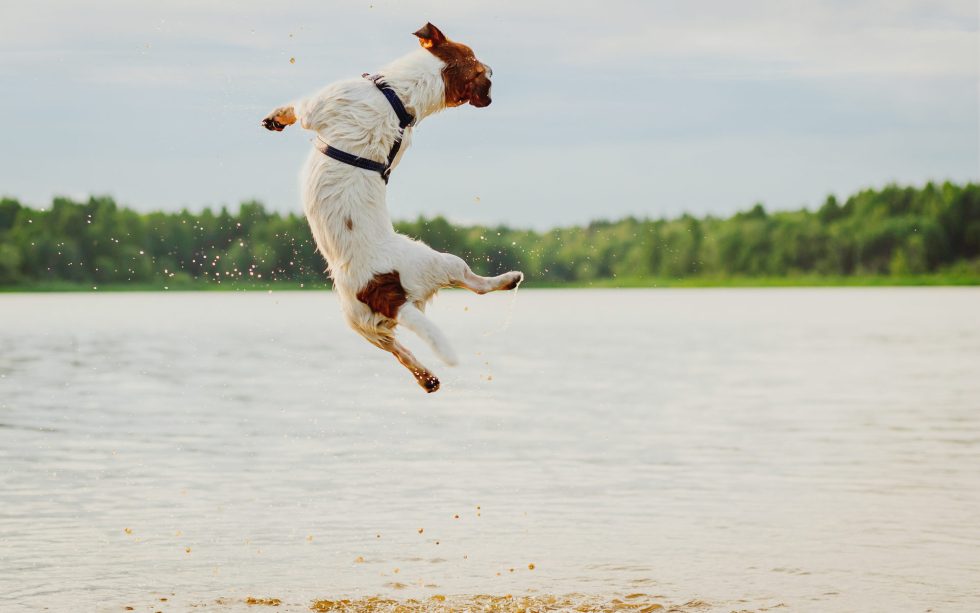 bitcoin and crypto markets bounce back