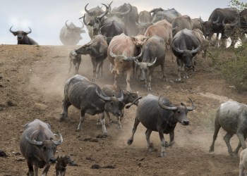 Bitcoin Bull Run to start on Thursday