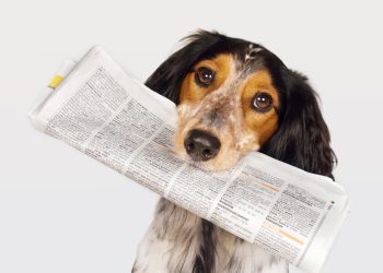 sunday bitcoin and crypto news