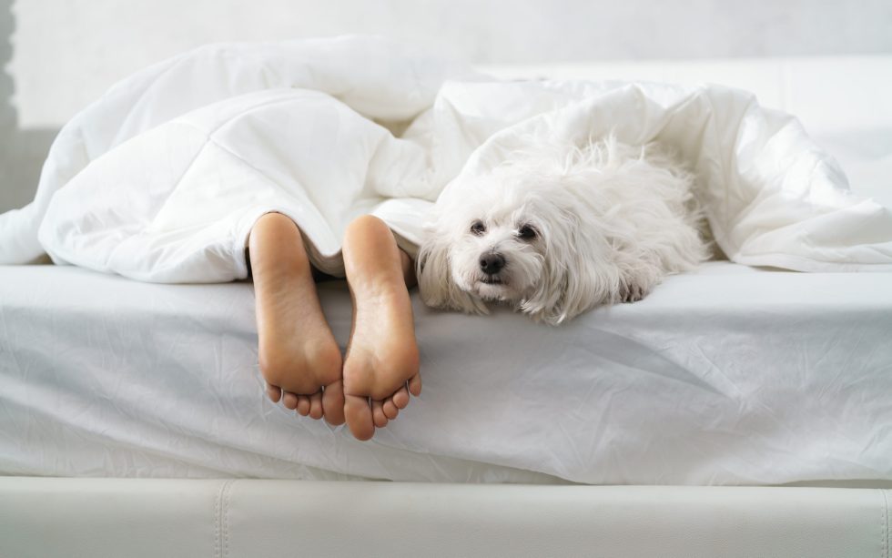 sunday bitcoin and crypto news digest