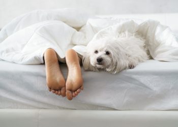 sunday bitcoin and crypto news digest