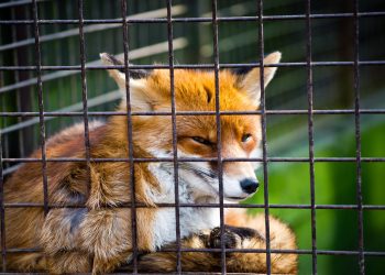 ethereum wallet metamask