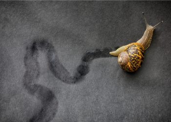 bitcoin price slow growth