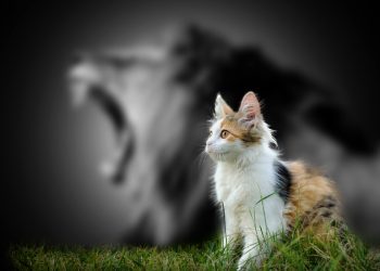 is bitcoin overvalued