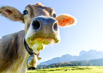 Dash investors money returns, Moocowmoo returns