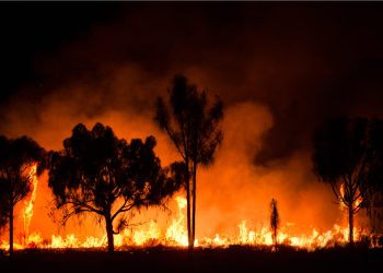 bitcoin for australia wild fires