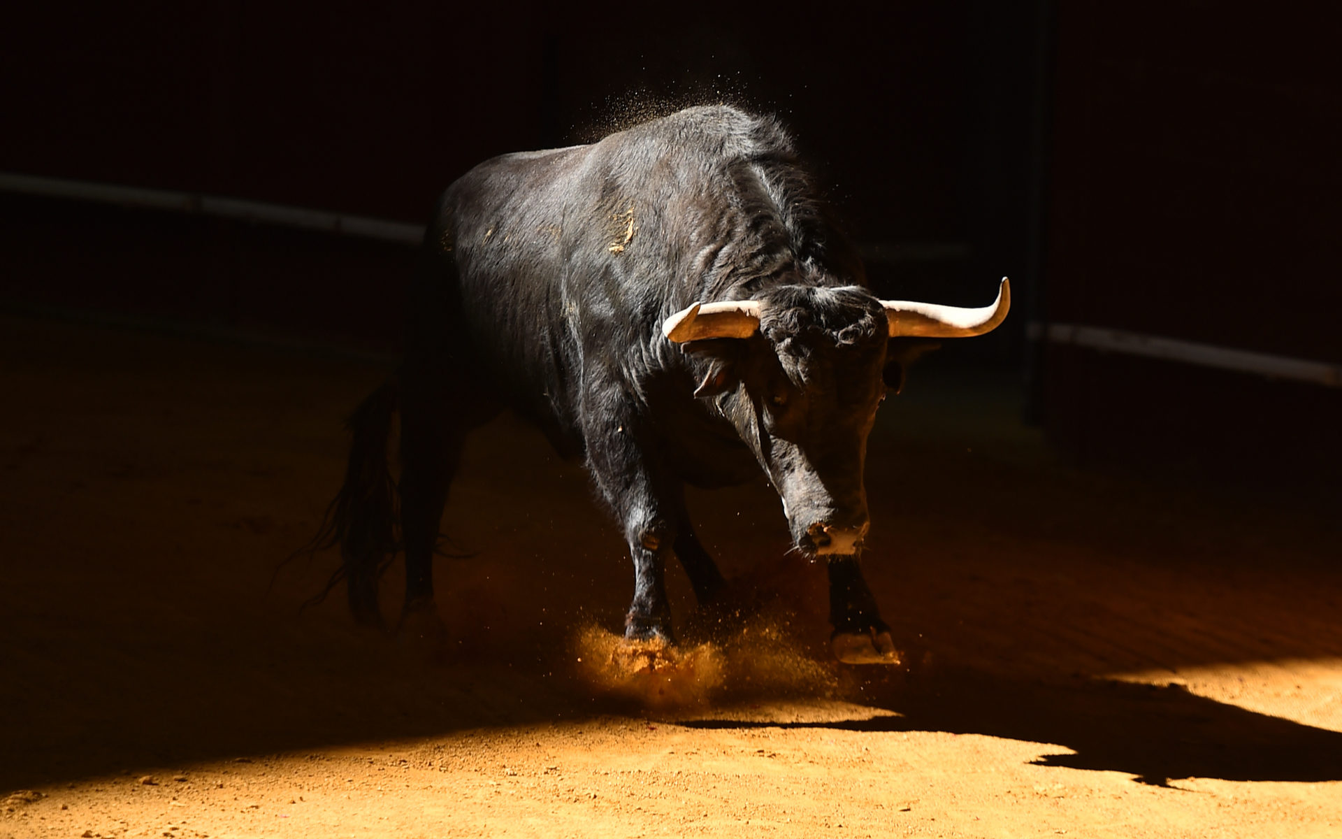 tezos bull market begun