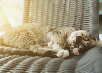 sunday bitcoin news digest