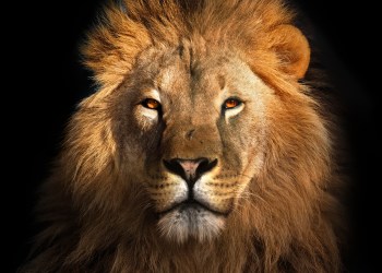 Bitfinex LEO Token Enters Top 10 Crypto List