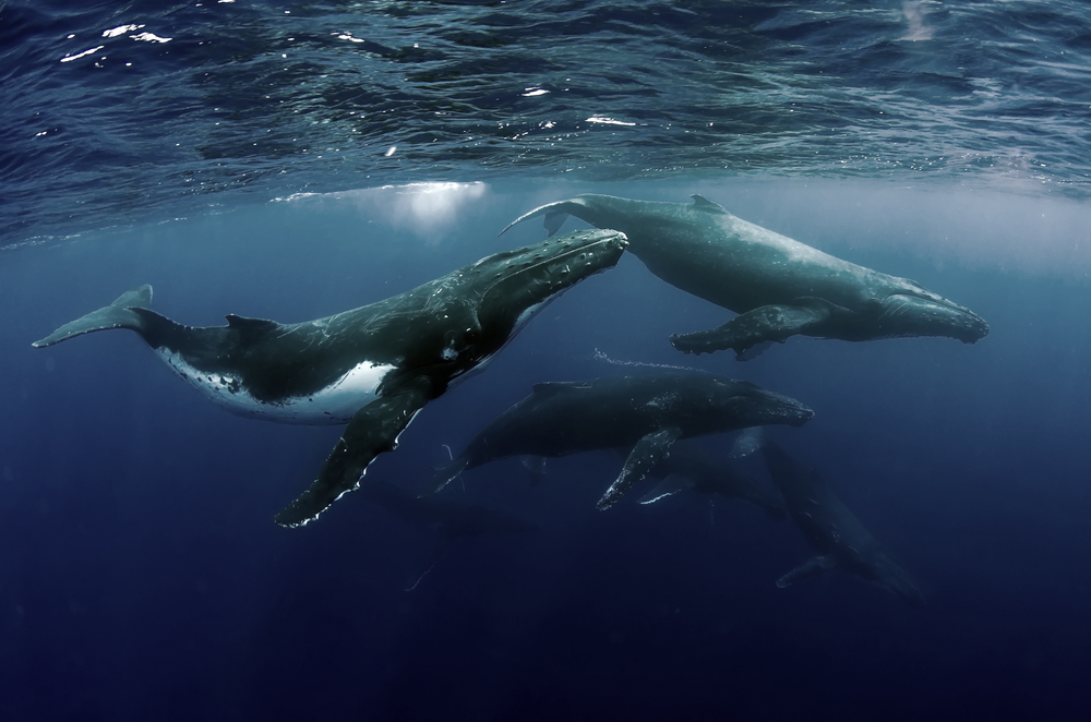 Bitcoin Whales Accumulate $108M Worth of BTC as Price Dips