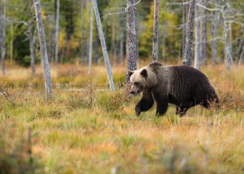 XRP’s Bear Case Strengthens as Ripple Unlocks $210 Million From Escrow