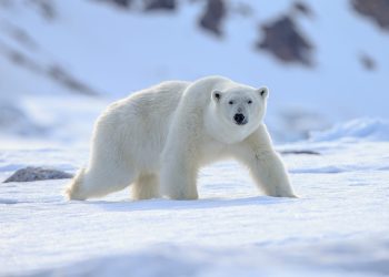 This Significant Technical Pattern Suggests Bitcoin Could Soon Crater Lower