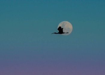 bitcoin, cryptocurrency, btcusd, btcusdt, xbtusd, xbtusdt