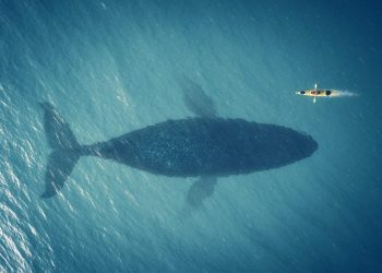 bitcoin whale small fish btc supply crypto