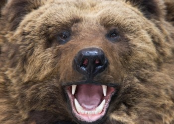 Bitcoin Analyst Alerts of Looming 'Bear Cross' as Price Jumps Higher