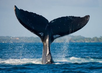 Kirobo Launches KIRO Token with ‘Whale-Proof’ Staking Mechanism